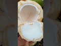 EASY CUTTING SKILLS OF FRESH BUKONUTNUT