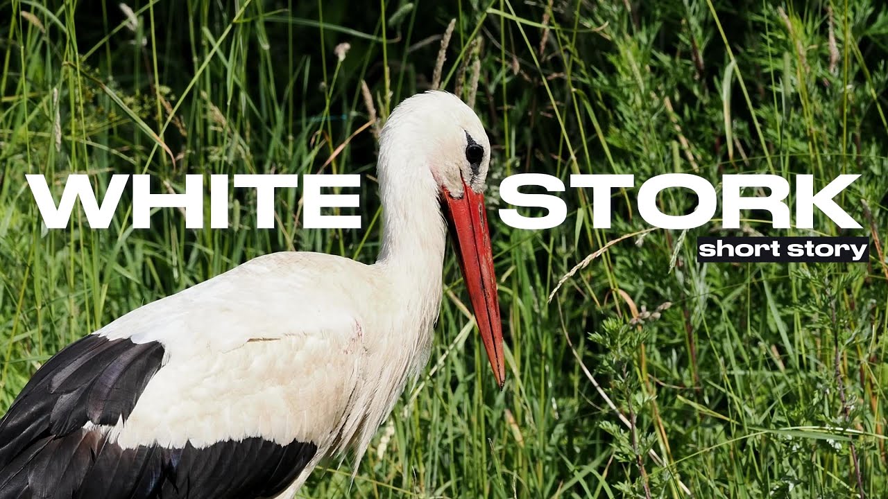 White Stork short story 4K video Wildlife Lithuania