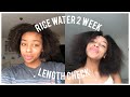 Rice Water 2 Week Update