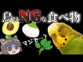 鳥やインコに食べさせてはいけない食べ物・危険な日用品…