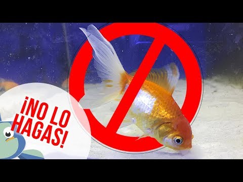 Video: ¿Debo mantener peces tropicales o peces de agua fría?