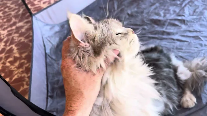 Video 4770171: european maine coon, mainecoon