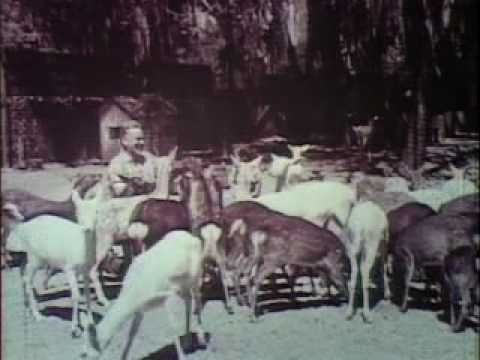 Ross Allen Reptile Institute (1929-1969), Coral Springs, Florida