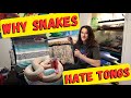 Why snake tongs are terrible for venomous snake handling  hooks vs tongs  herpin hippie