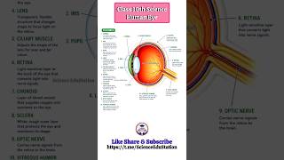 Human eye class 10 #shorts #notes #ncert #science #physics #viral #trending #scienceedustation