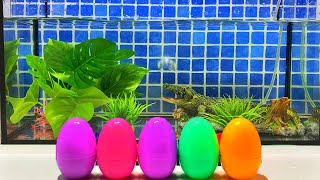 Surprise Eggs | Amazon Fish Surprise - Tetra, Frog, Goldfish, Neon fish, Parrotfish