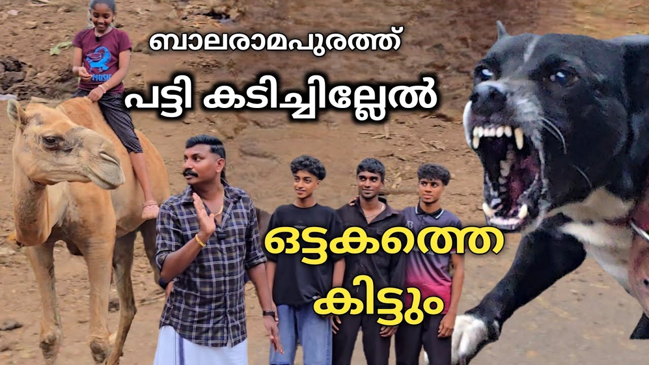 14 പേരെ കടിച്ച നായ. നടന്നത് മറ്റൊന്ന്.. Dog challenge.. Leash talks