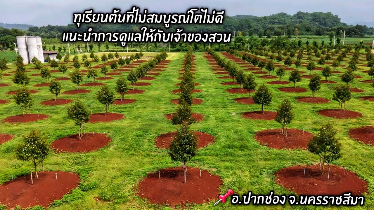 ทุเรียนต้นที่ไม่สมบูรณ์โตไม่ดีแนะนำการดูแลทุเรียนให้กับเจ้าของสวน📌 อ.ปากช่อง จ.นครราชสีมา