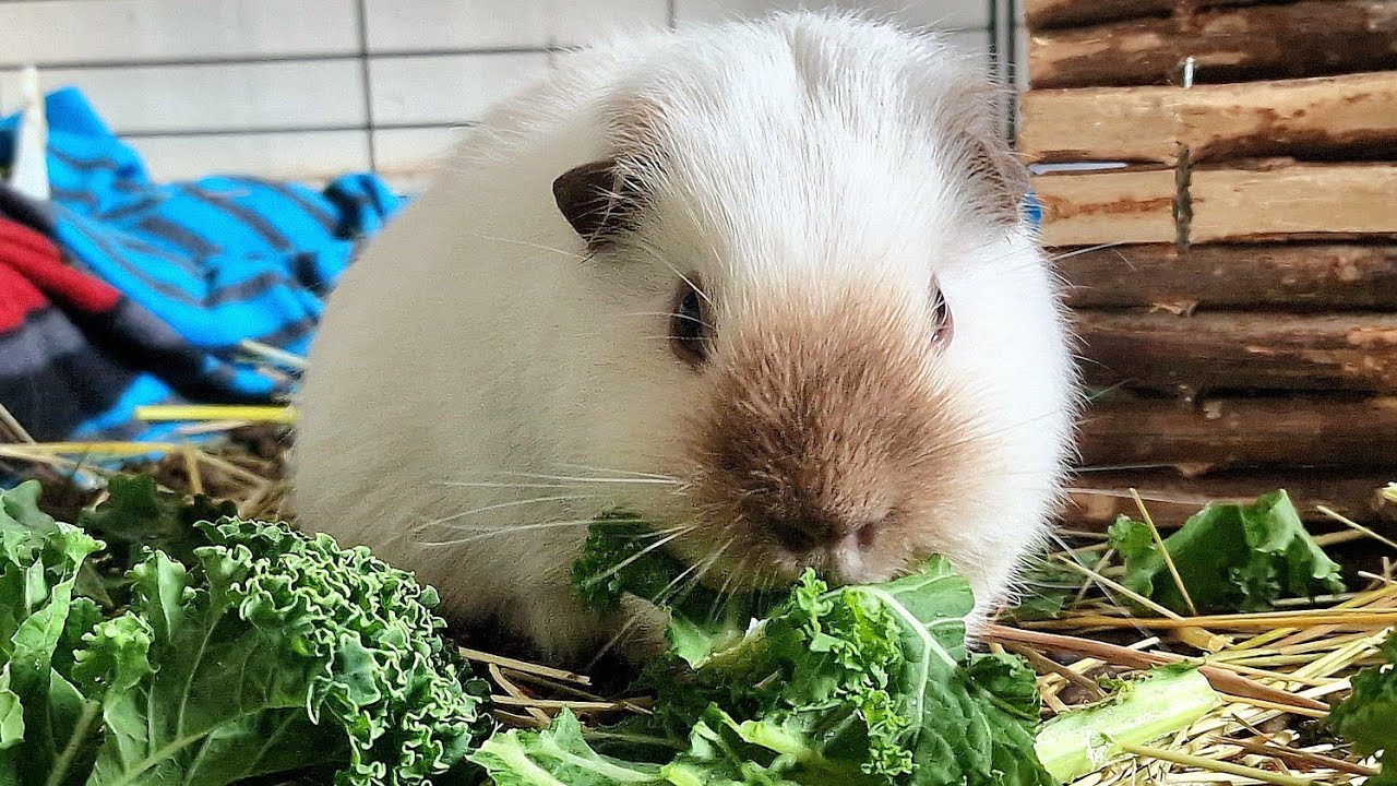 Curated visual reference: Guinea Pigs Eating Curly Kale Photo Inspiration