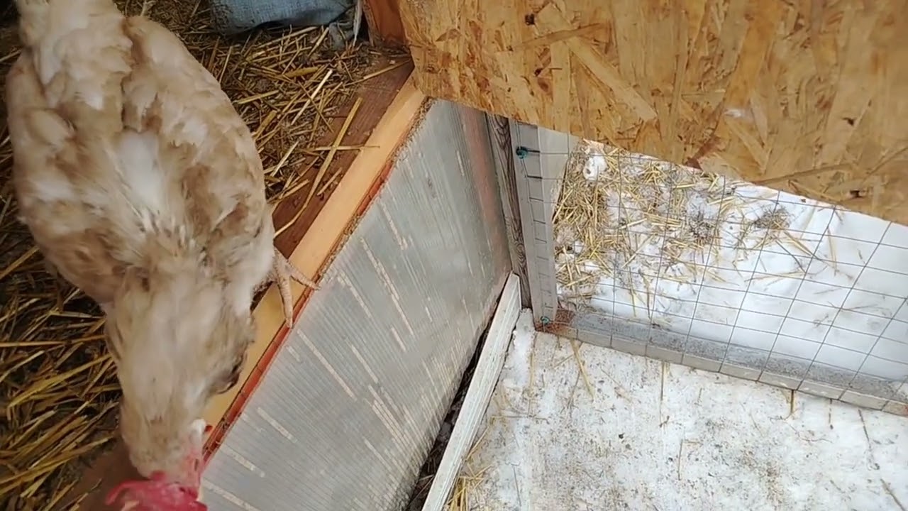 10.02.26г. ЧУТЬ НЕ ОСТАВИЛА ЛАПКУ НА НОЧЬ НА УЛИЦЕ 🤦🏼‍♀️