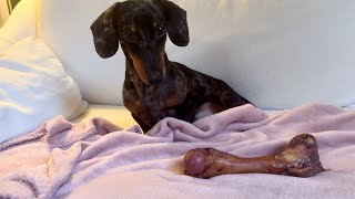 MINI DACHSHUND TASTES A BIG BONE FOR THE FIRST TIME...