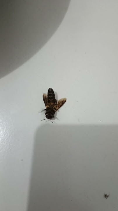 Ga bisa bangun #lebah #bee #serangga #insect
