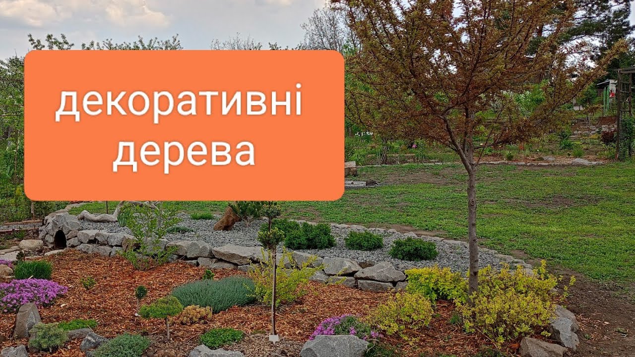 Декоративна слива Хессей. Prunus cerasifera Hessei .