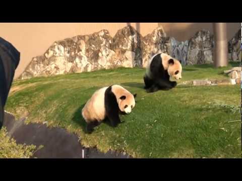 アドベンチャーワールド パンダ 梅浜・永浜 公開最終日の様子１