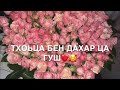 Дал декъал йойла хьо нус🌷