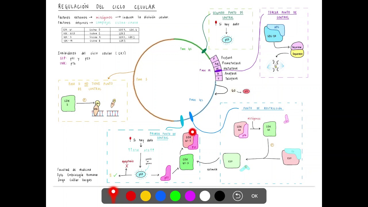 REGULACIÓN DEL CICLO CELULAR