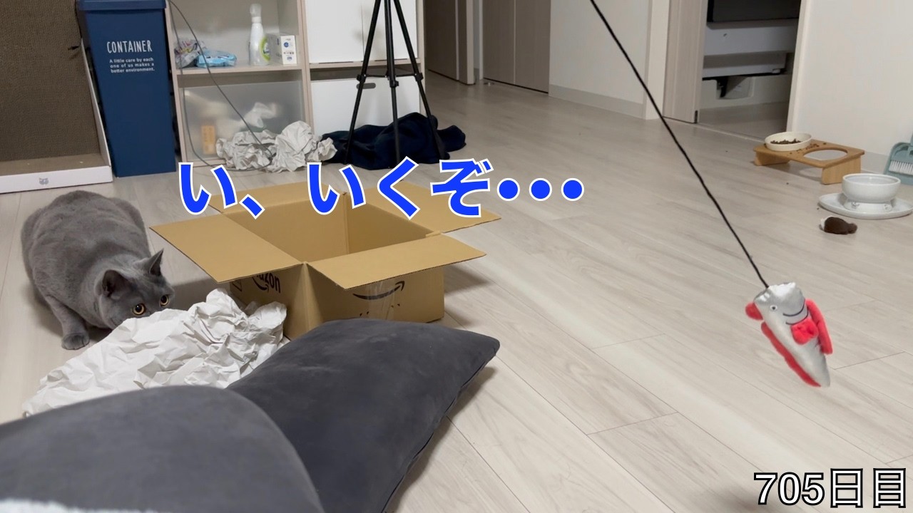 【スコ猫トト君】今日のトト君は闘争心が無い屁っ放り腰のトト君でした•••