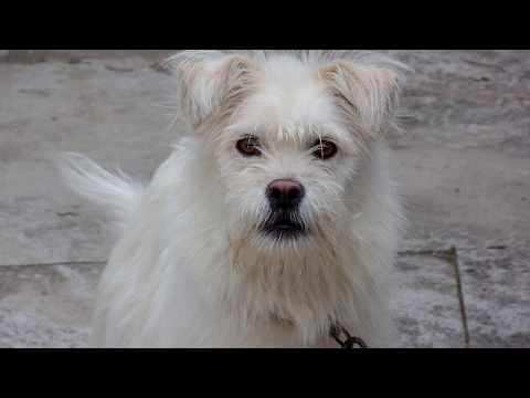 귀여운 강아지 2마리...2 <strong>cute</strong> puppies I met in the village of Mountain..... Jeonju <strong>city</strong>( 全州市.전주 )...... KOREA