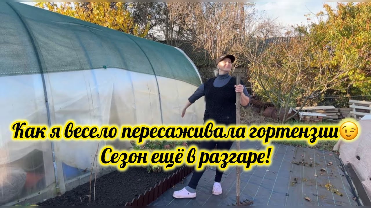 Как я весело пересаживала гортензии😁, мой сезон все ещё в разгаре! 