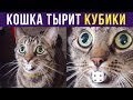 Приколы с котами. КОШКА ТЫРИТ КУБИКИ | Мемозг #168