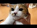 【Nene】ニャムニャムニャム