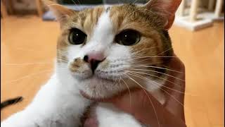 Nene】ニャムニャムニャム - YouTube