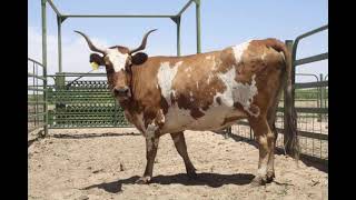 Raramuri Criollo Cattle - Interesting Facts