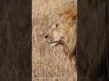 🦁オスライオン!!カッコ良かった。。