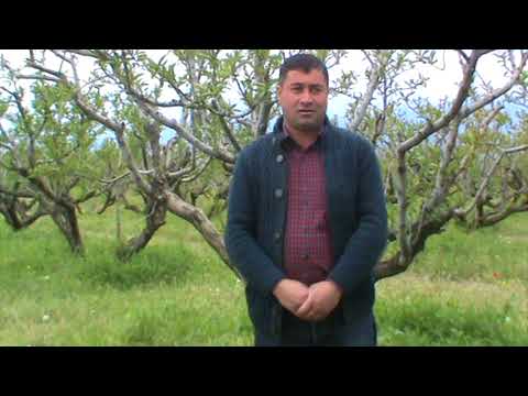 ზურა სიმონიშვილი ვაჩნაძიანი