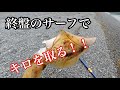 【ヤエン釣り】終盤のサーフヤエンで良いサイズ出た‼️