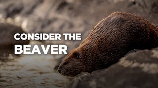 Consider the Beaver
