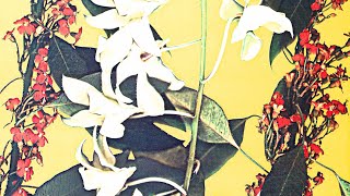 Legacy in Light: the Art of Lesley Schiff