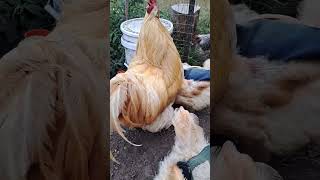 Buff Cochin rooster &#39;Popcorn&#39; August 12 2023