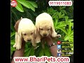 Labrador Puppy available male and female || Lab || Bhari Pets ||