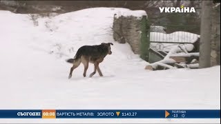 Мало Не До Смерті Покусав Свою Власницю Собака На Вінниччині