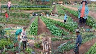 หมู่บ้านผักอินทรีย์จ.หนองบัวลำภูทำมา10ปี!!ปลูกกินปลูกขาย..มีรายได้ทั้งหมู่บ้าน