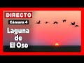 🦆 Vida salvaje 🔴 DIRECTO (Cámara 4 | Ávila) | LAGUNA de EL OSO