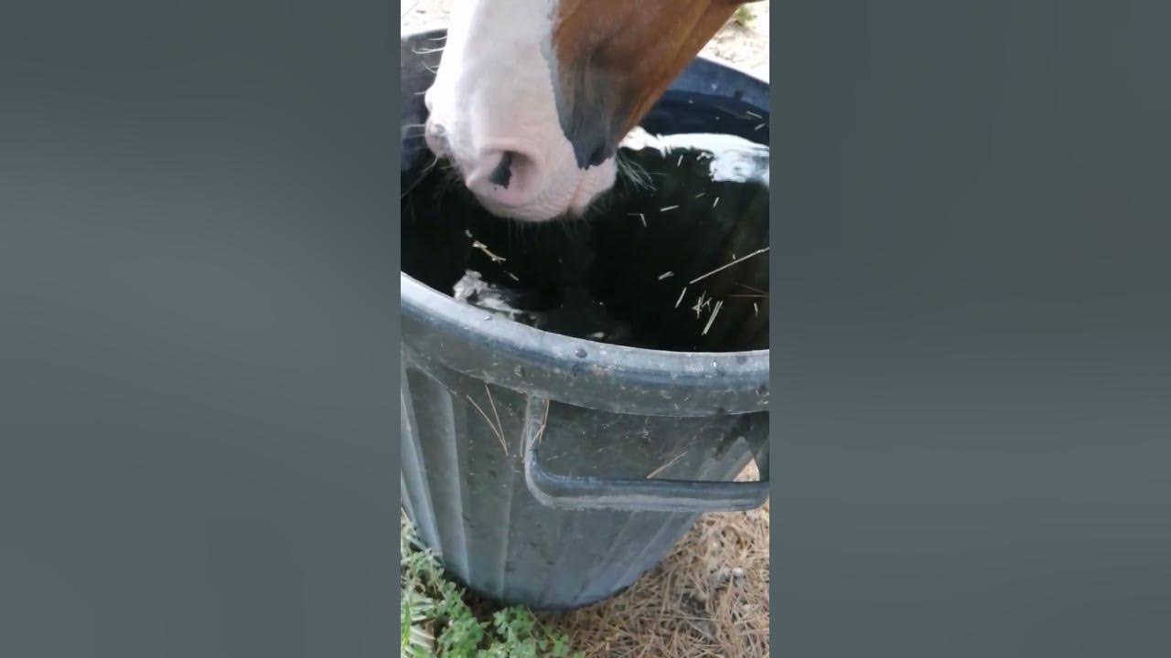 Combien de litres d'eau boit un cheval par jour ? cheval equitation horse YouTube