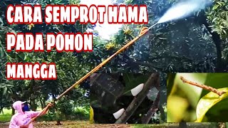 Cara membasmi hama ulat dan kutu putih pada pohon mangga