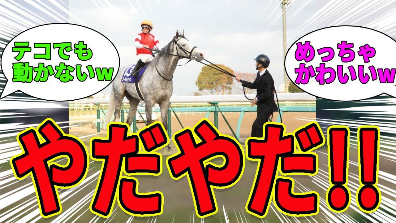 【拒否馬】いやですー！駄々をこねるお馬さんがかわいいwに対するみんなの反応集【競馬の反応集】