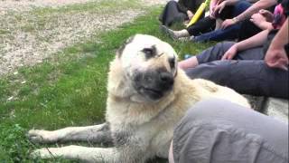 Bayburt Yaylalarköyü Lipana 4 Resimi