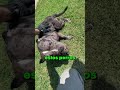 LOS PERRITOS GRANDES SON LOS MÁS AMABLES!! 😢