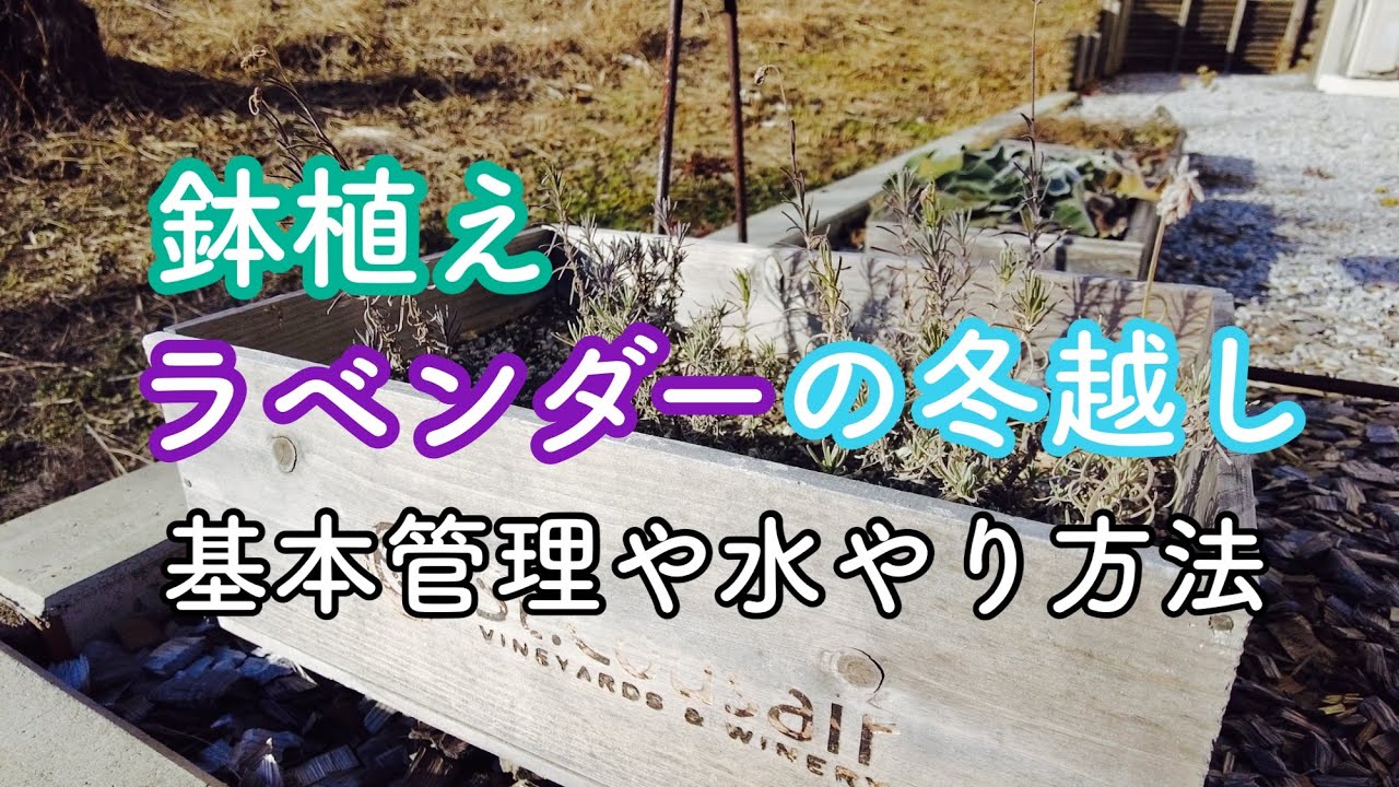 鉢植えラベンダーの冬越し方法 Youtube