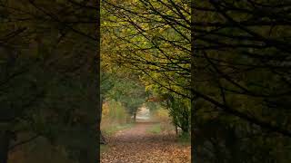 Autumn is here.