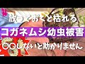 【ブルーベリー】コガネムシ被害にあった鉢の植え替え(対策・予防)