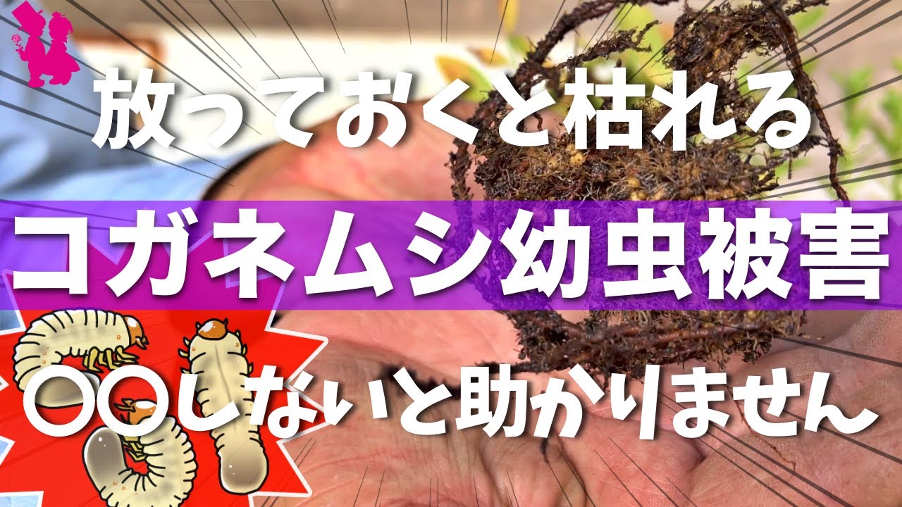【ブルーベリー】コガネムシ被害にあった鉢の植え替え(対策・予防)