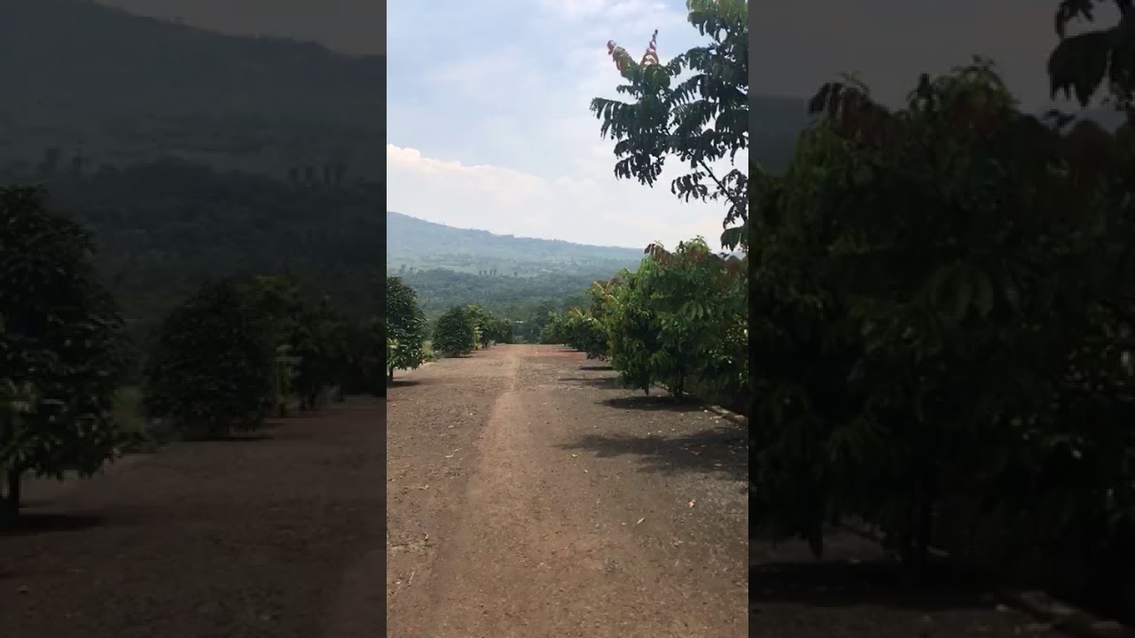 Tanah Dijual Di Sentul City Bogor Rumah123 Com