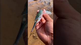 50 Tik Tok|| Menangkap Makanan Laut || Gurita Laut Dalam (Tangkap Kepiting, Tangkap Ikan) #Shorts