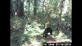 Black bear smelling trail camera