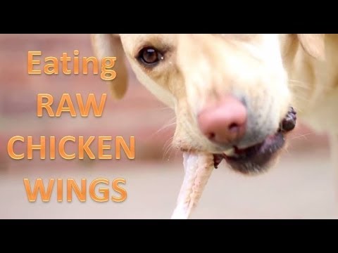 raw chicken wings for dogs